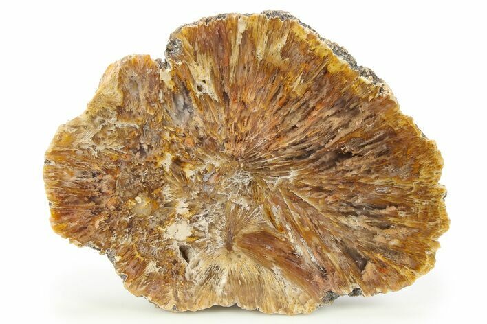 Polished Moss Agate Nodule Half - South Dakota #284078